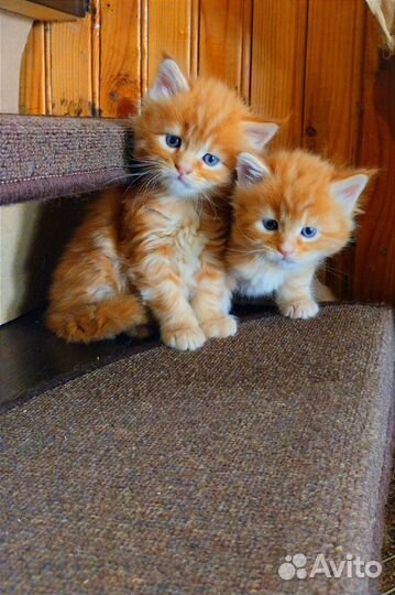 Котята мейн-кун