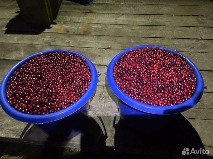 Продам бруснику