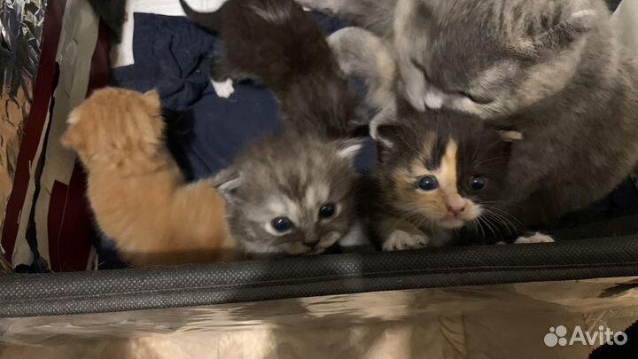 Вислоухие котята