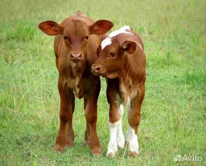 Телята и бычки