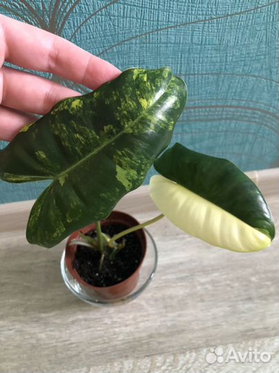 Филодендрон бурле макс