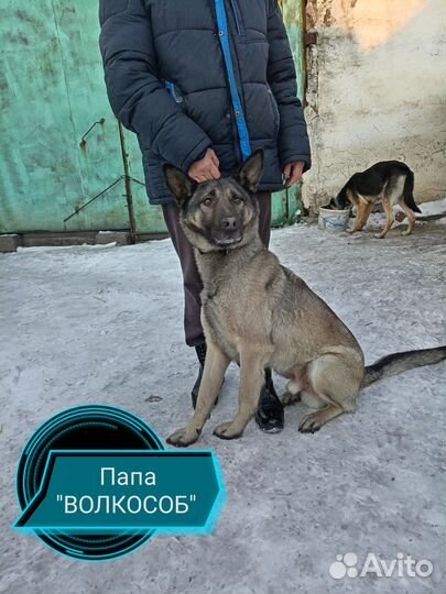 Собаки, здоровые, щенки от большой пары