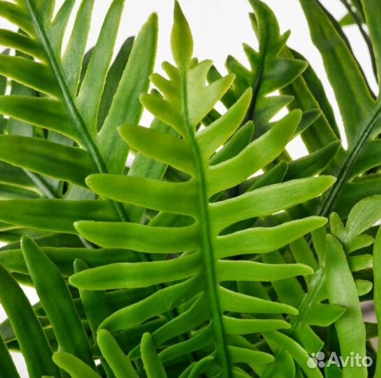 Искусственное растение Фейка, Икеа, Кашпо