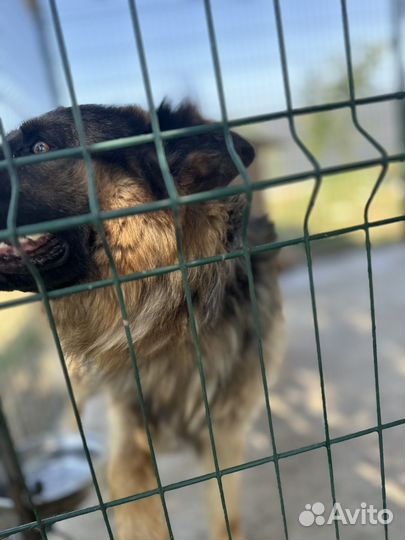 Немецкая овчарка вязка