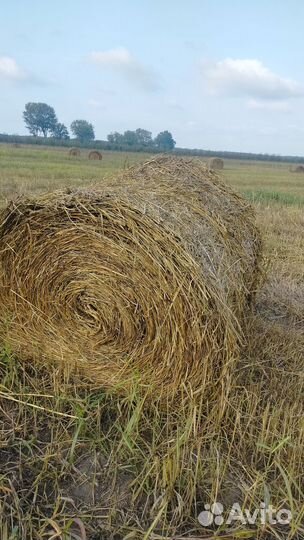 Сено в рулонах