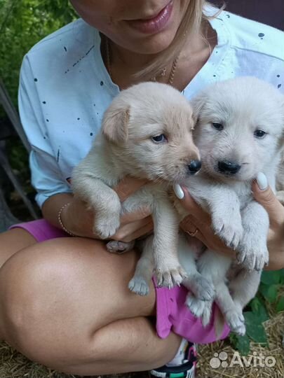 Щенки в добрые руки