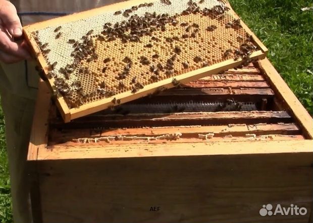 Мед 24 года Алтайский опт