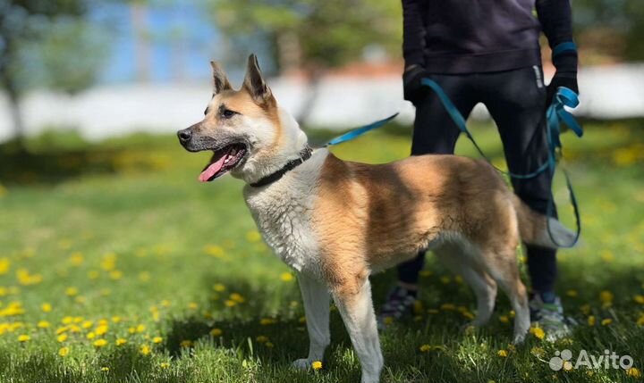 Умный Граф томится в приюте