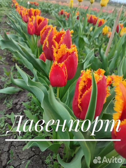 Луковицы тюльпанов