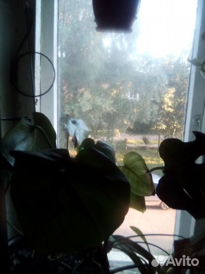 Домашние цветы