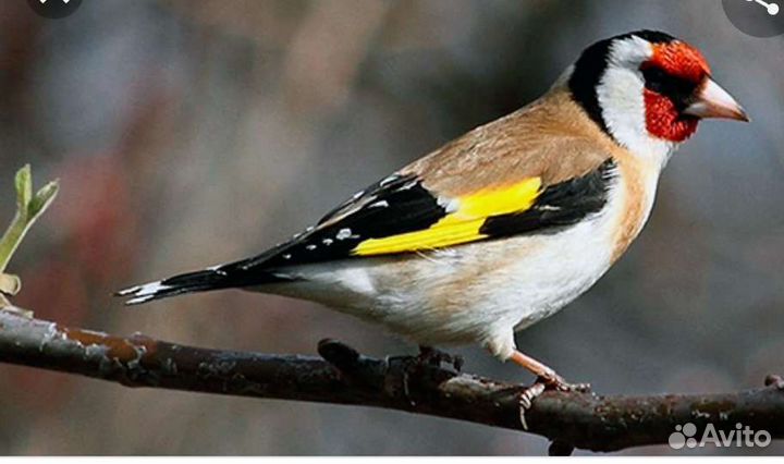 Чижи щеглы певчие птицы