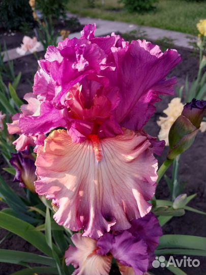 Ирисы сортовые высокие