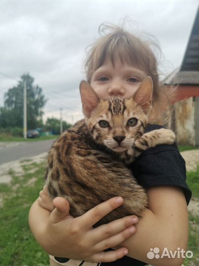 Бенгальский котенок