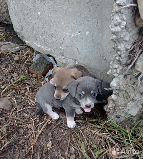 Собаки бесплатно в добрые руки