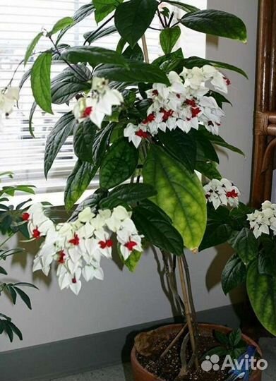 Клеродендрум Томпсона