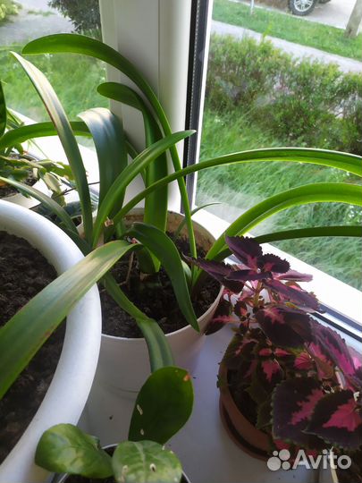 Гиппеаструм