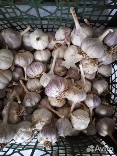 Чеснок на посадку (Озимый)