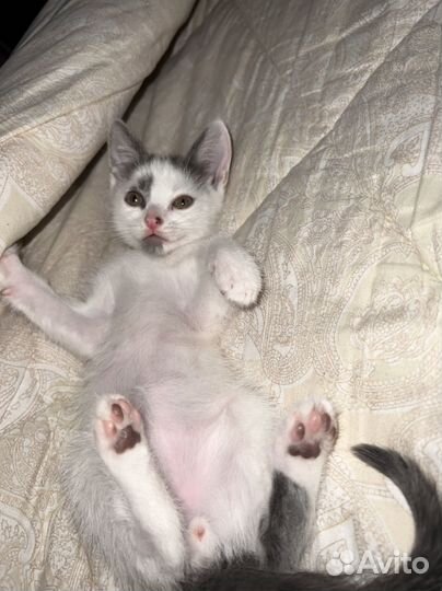 Котенок мальчик 1 месяц