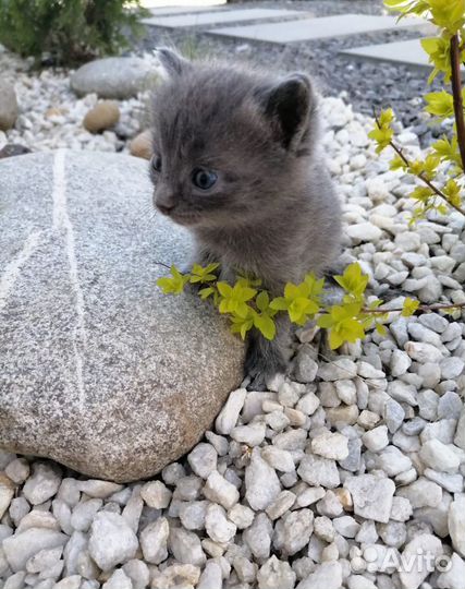 Котятки серые