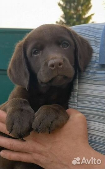 Лабрадор ретривер