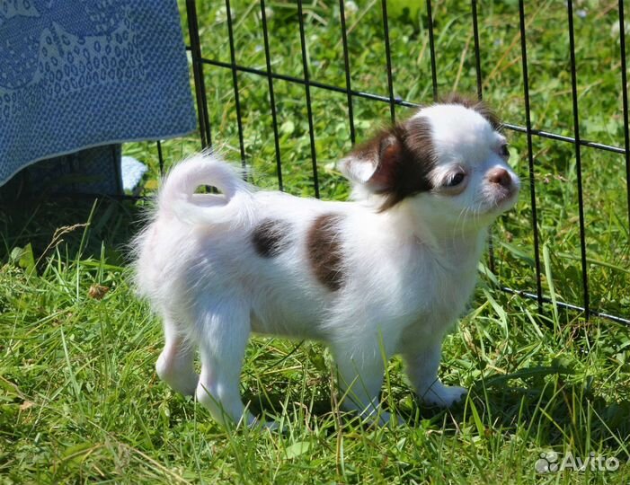Щенки чихуахуа шоколад