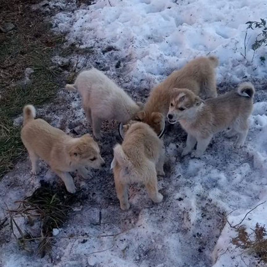 Щенки западно сибирской лайки