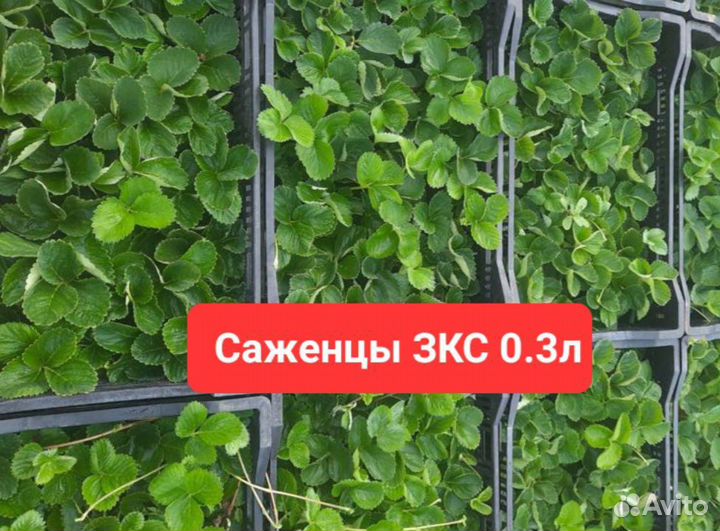 Рассада клубники лучшие сорта и новинки