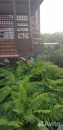 Растения для Вашего ландшафтного дизайна