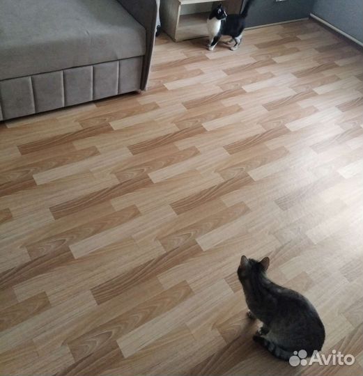 Котик бесплатно