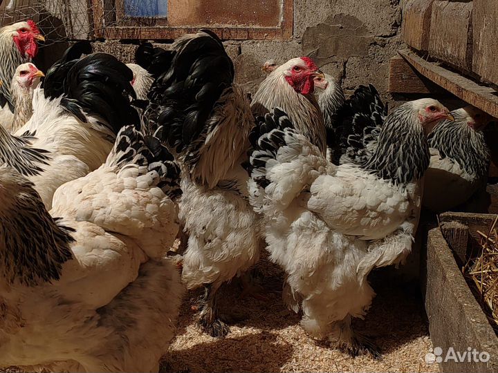 Инкубационное яйцо светло колумбийской брамы