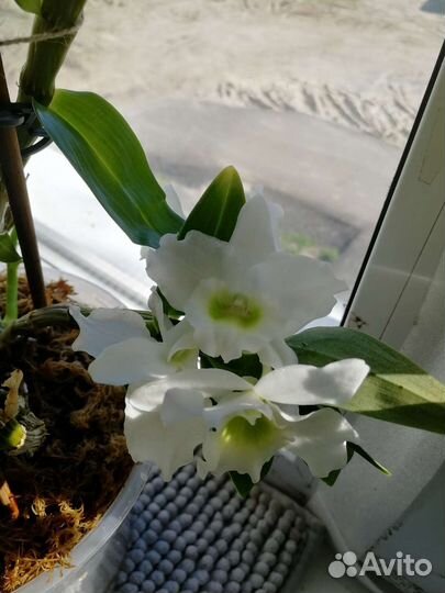 Дендробиум орхидея детки