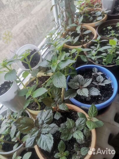 Цветы комнатные ахименис