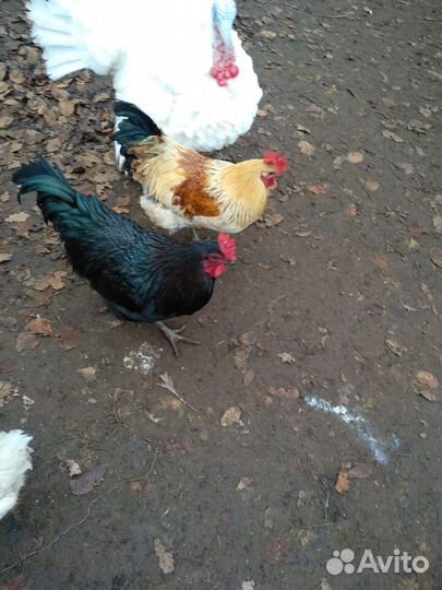 Петух