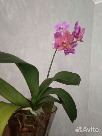Орхидея фаленопсис Хэппи Кэрол