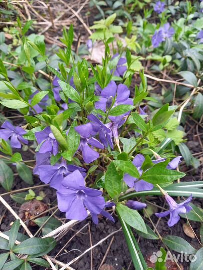 Барвинок - многолетник