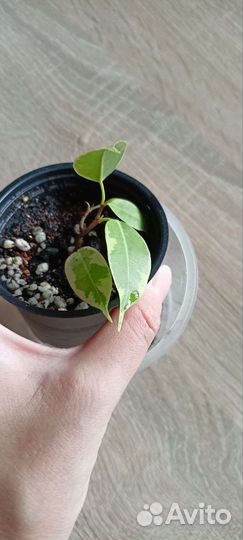 Фикус бенджамина