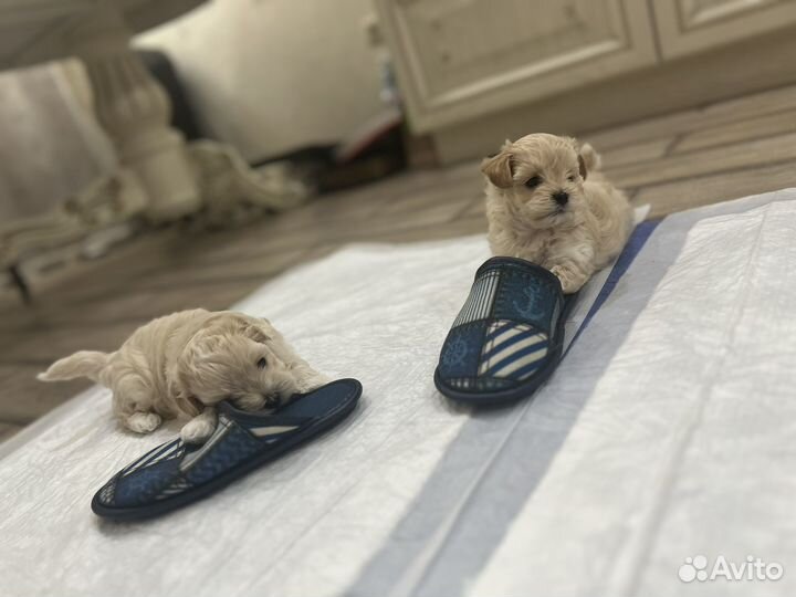 Щенки мальтипу мини