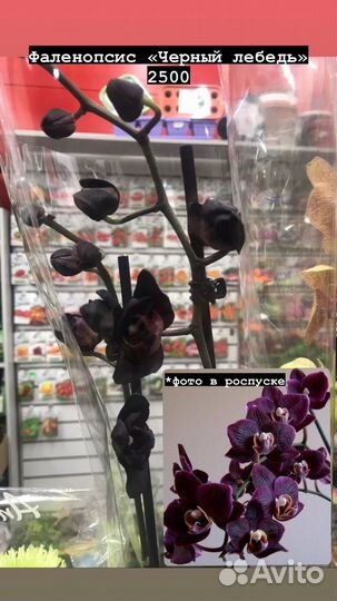 Комнатные растения