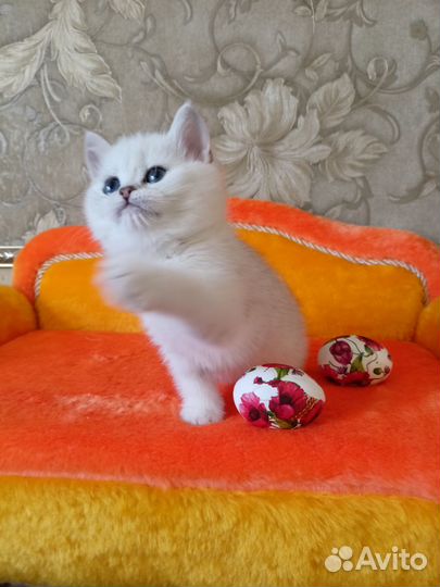 Кошечки для вас