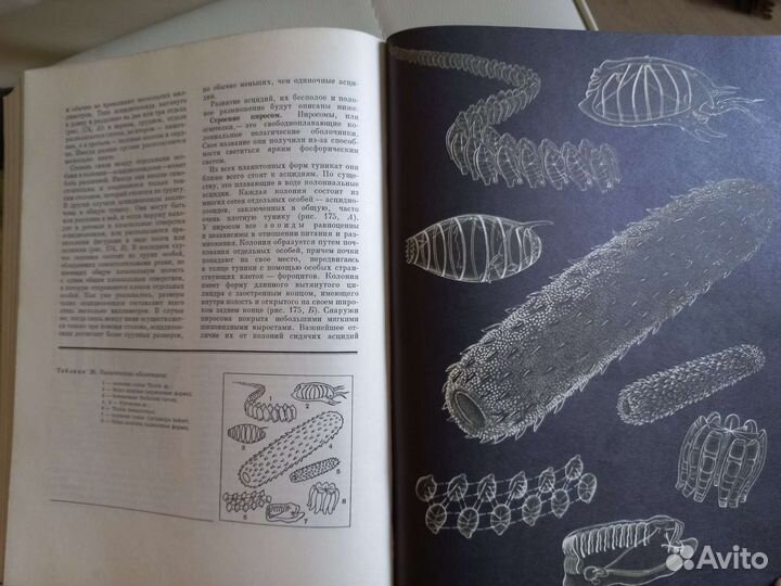 Энциклопедия жизнь животных