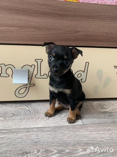 Щенки русский той-терьер