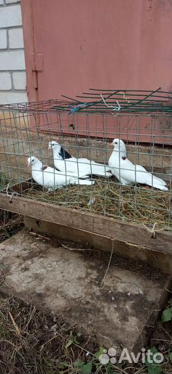 Продам голубей
