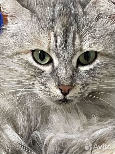 Сибирская кошка