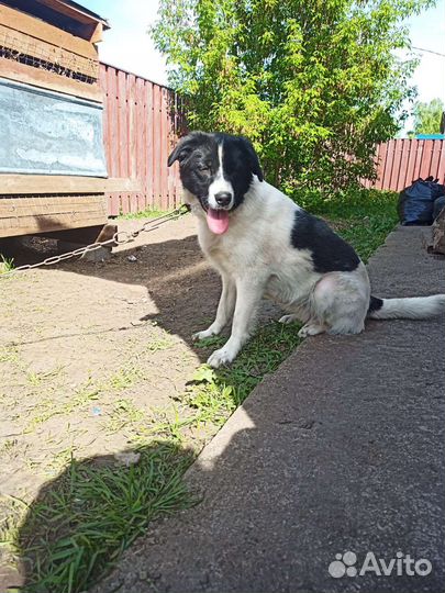 Собаки бесплатно в добрые руки