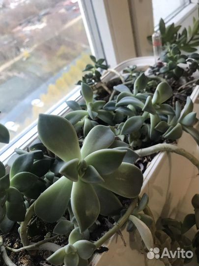 Суккуленты