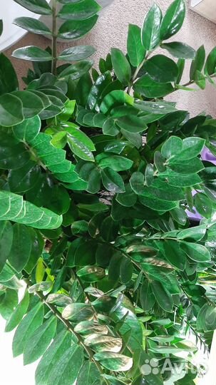 Замиокулькас