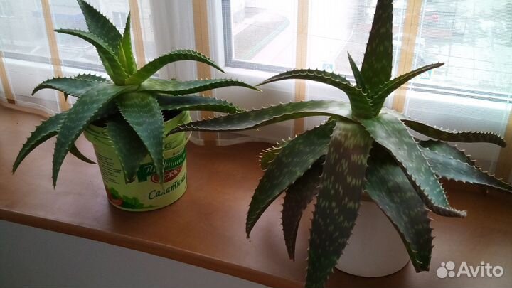 Продам каланхоэ, алоэ, щучий хвост, лимон и т.д