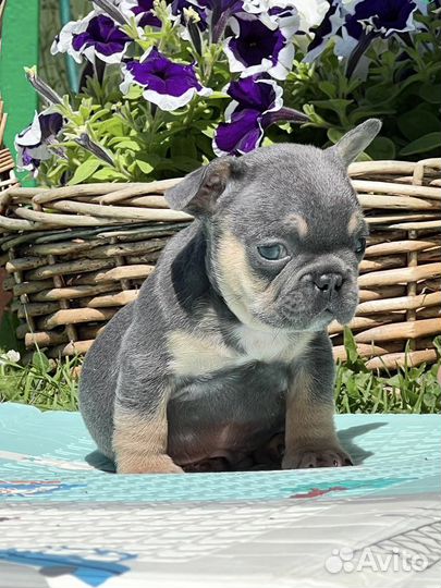 Французский бульдог в программу isabella