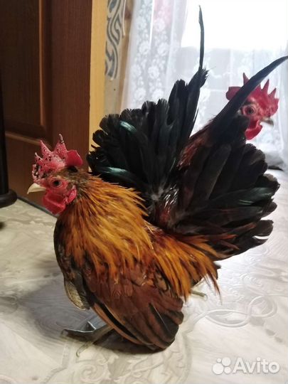 Петух серама