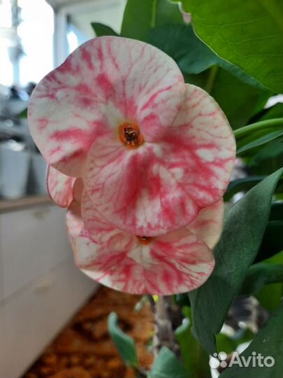 Молочай Миля (Euphorbia milii) крупноцветковый